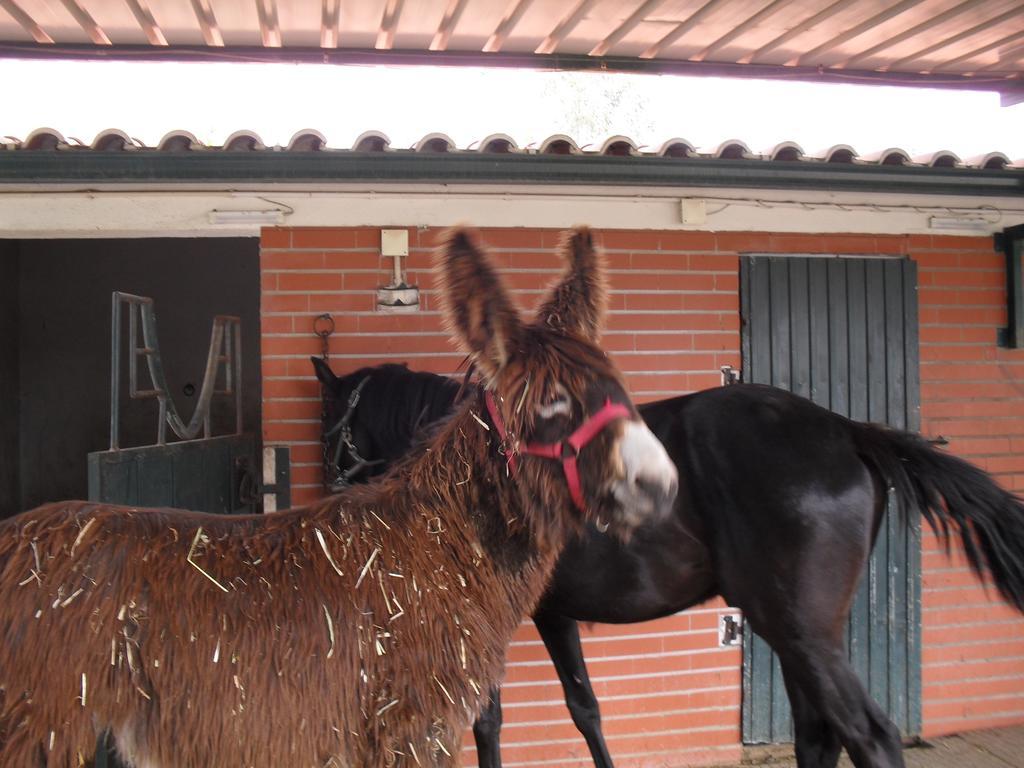 Willa Quinta Do Outeiro Alto Constância Zewnętrze zdjęcie